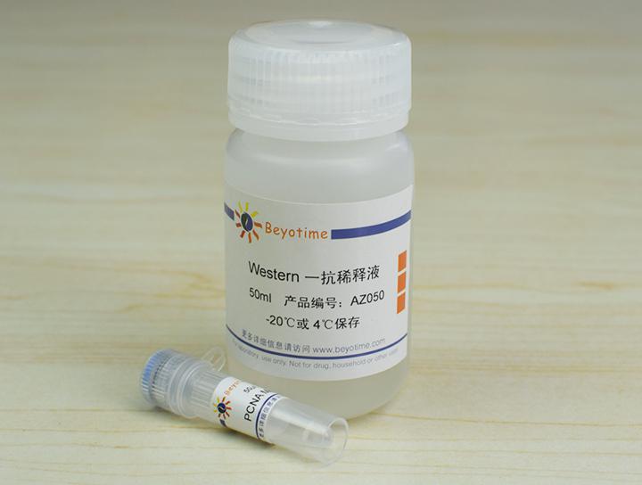 PCNA Mouse Monoclonal Antibody